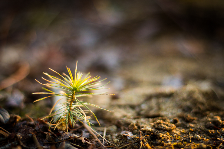 Keene NH Wedding Photographer Lee Germeroth