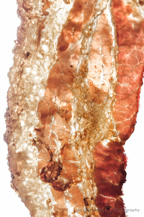 Keene NH Wedding Photographer Lee Germeroth